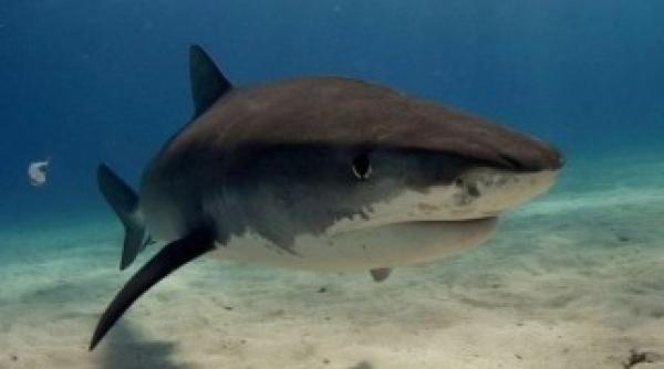 ramasite umane descoperite in stomacul unui rechin