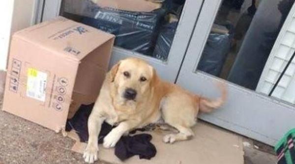 cum se simte cainele caruia i a explodat o petarda in gura semn mare de intrebare