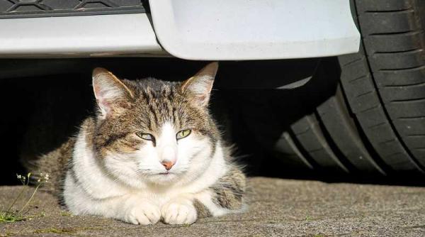 motan salvat dupa ce a incercat sa ajunga la inchisoare