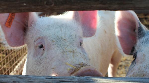 zeci de mii de porci sacrificati dupa descoperirea unui nou focar de pesta porcina