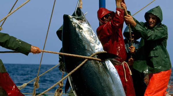 record la licitatie in japonia pretul platit de un lant de restaurante pentru un ton
