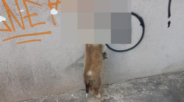 senatorul marinescu il contrazice pe tudor ionescu in cazul cainelui spanzurat ce pedeapsa poate primi faptasul