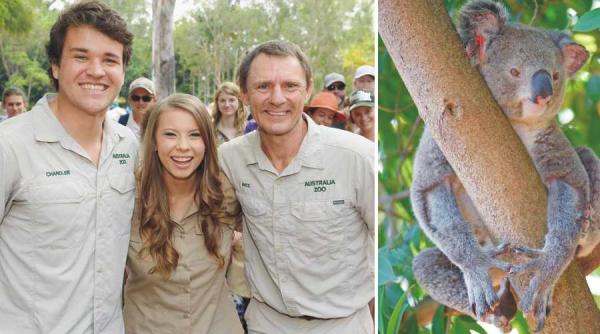 bindi irwin a salvat zeci de mii de animale din incendiile din australia