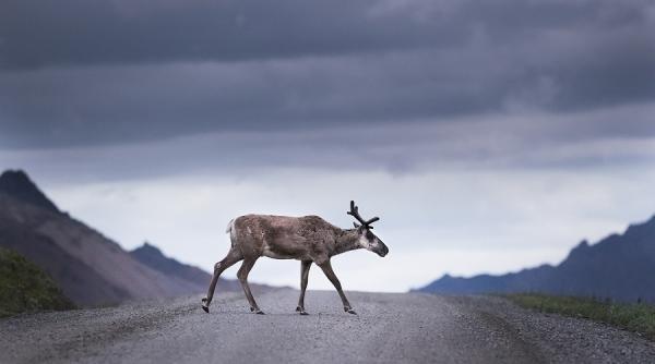 iarna arctica se lasa asteptata ce se intampla in nordul europei