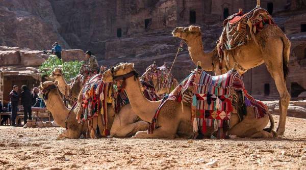 10 000 de camile vor fi impuscate in australia decizie radicala