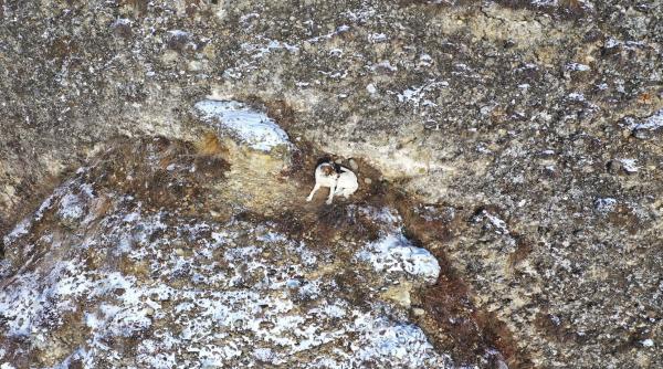 caine cazut intr o prapastie salvat de salvamontisti si politisti