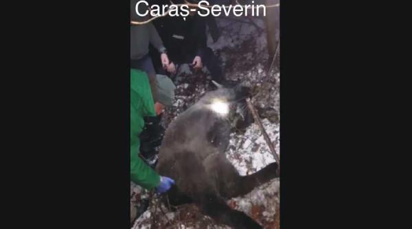 pui de zimbru prins intr un lat eliberat de o echipa condusa de jandarmi