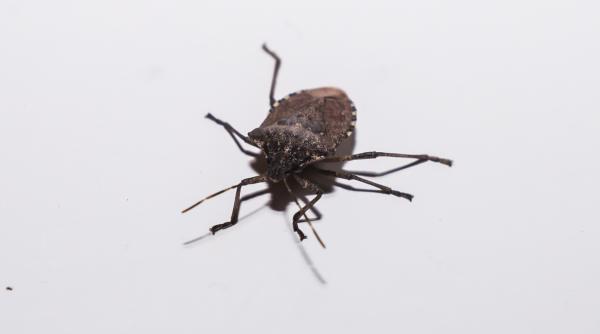 scapa rapid de gandaci cele mai eficiente trucuri