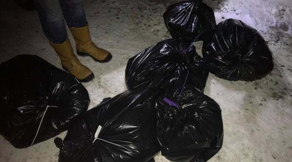 macelul cainilor dupa o vanatoare asociatia casa lui patrocle ancheta cu politia suceava dosar penal pentru ucidere