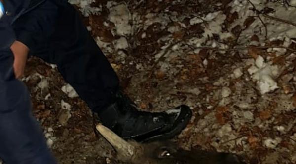 pui de zimbru salvat de jandarmii din caras severin