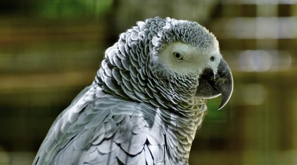 oamenii de stiinta au aratat ca papagalul gri african isi ajuta neconditionat semenii