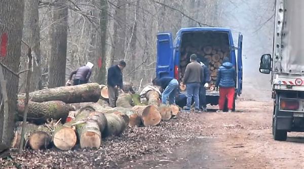 copaci taiati padurea baneasa ministrul alexe trimite corpul de control video