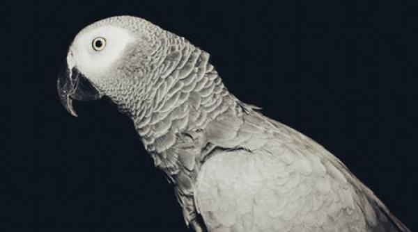 papagalii care isi ajuta semenii il contrazic pe charles darwin