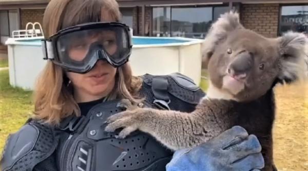 reporter tv pacalit in direct ca tine in brate un koala feroce si veninos