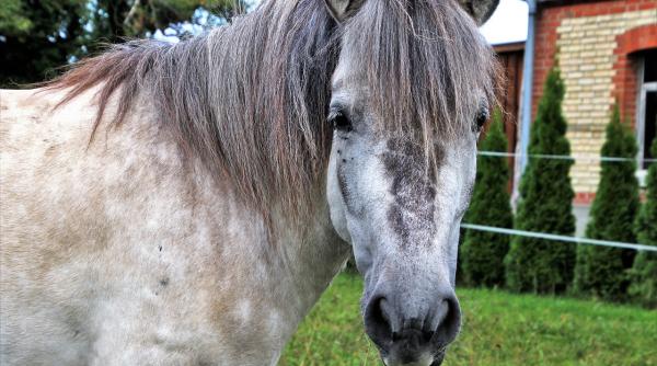 primarul care vrea ca statul sa decida cine sa aiba copii am avut 4 000 cetateni care stateau cu caii in blocuri