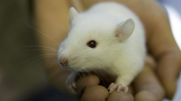 soareci neinfricati in fata pisicilor datorita unui parazit ar elimina si alte anxietati