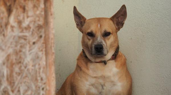 caini gasiti morti in casa cristinei topescu au fost ucisi kuki barbuceanu desluseste misterul