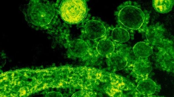 cornavirus japonia a confirmat primul caz de infectie oms in alerta