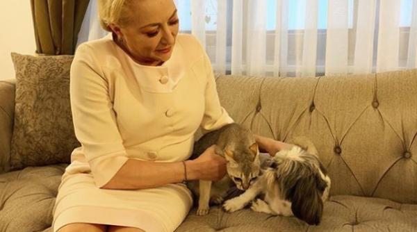 viorica dancila e somera nu am serviciu dupa alegeri