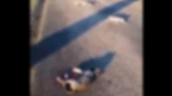 doi caini impuscati in iasi autorul este cautat de politie