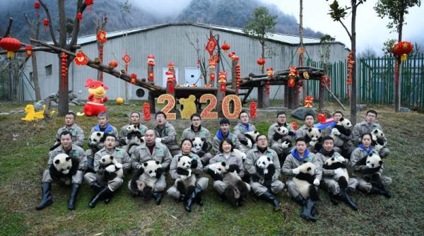 poza de grup cu 20 de pui de panda urias  cu totii s au nascut in 2019