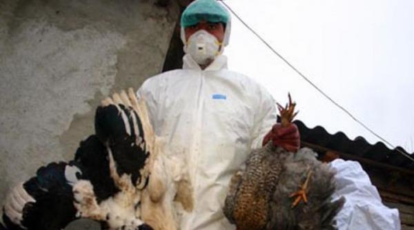 alerta de gripa aviara in romania focar secundar confirmat