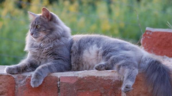 escapadele unui motan au costat o peste 20 000 de lire pe stapana lui