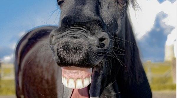 val valcu glume tari dupa intrarea lui moise guran in politica