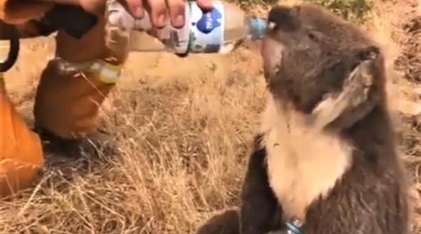 dezastrul din australia specii amenintate cu disparitia habitate distruse cel putin 1 miliard de animale moarte