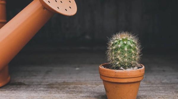 e bine sau nu sa ai un cactus in apartament ce se poate intampla