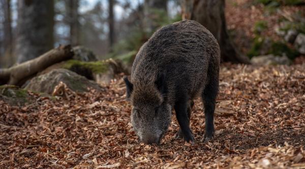 germania si polonia cauta modalitati pentru a preveni raspandirea peste porcine africane