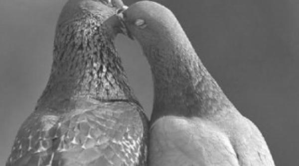 jaful anului in belgia dat de trei romani