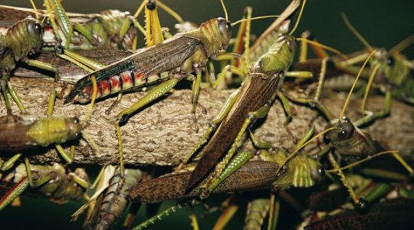 invazie devastatoare de lacuste in estul africii video