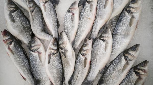 drumul pestelui capturat in atlantic pestele inainte de a fi consumat de europeni trece prin china