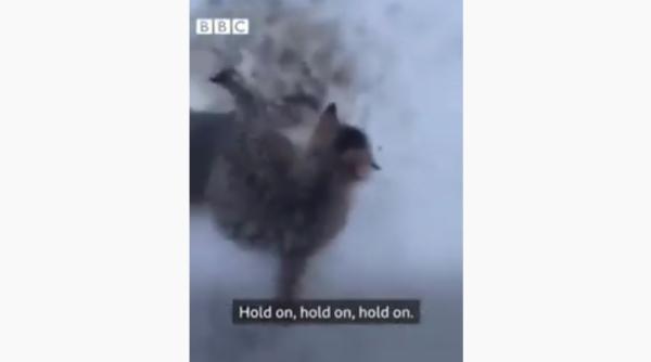 trei pisoi salvati din zapada de un barbat care toarna cafea calda pe ei video