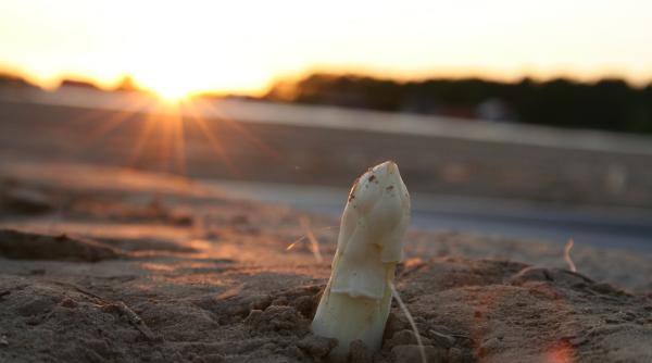 un patron german si a pus cei 400 de lucratori romani sa i voteze sotia