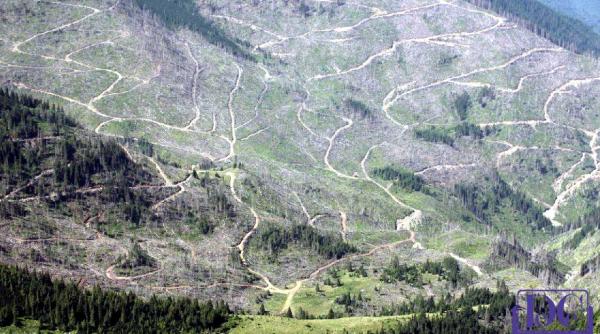 alex coita ilan laufer plan national cu mircea diaconu impact semnificativ