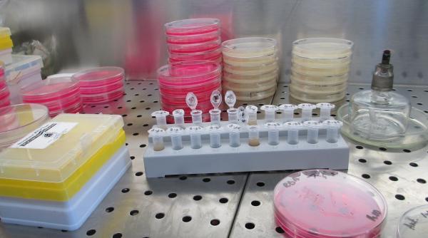 epidemie de gripa tudorache anunt testare gratuita pentru locuitorii sectorului 1 unde se poate face