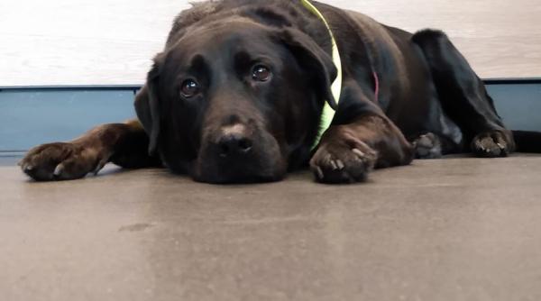 o catelusa calatoreste zilnic cu autobuzul pentru a ajunge la locul de joaca pentru caini