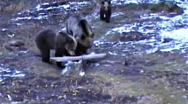 comuna terorizata de animale salbatice un urs a iesit in calea unui microbuz scolar