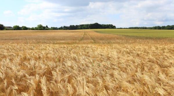 eurostat romania printre statele ue cu cele mai mici suprafate de teren alocate agriculturii