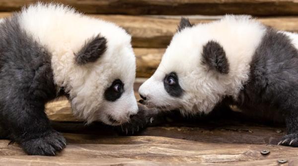 premiera intr o gradina zoo din germania  doi pui de panda  prezentati publicului