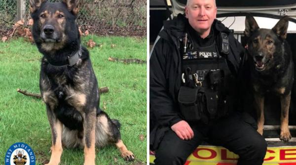 verigheta aruncata din furie  gasita cu ajutorul unui caine politist