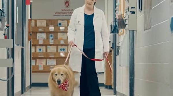 veterinarii care au salvat cainele unui ceo au fost recompensati cu o reclama la super bowl