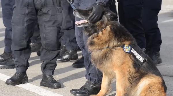 cainele jandarm pabal a iesit la pensie colegii i au organizat o ceremonie oficiala