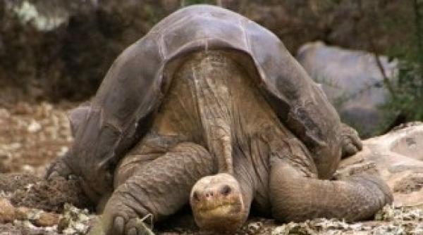 descoperire rara in galapagos testoasa gigant inrudita cu singuraticul george foto