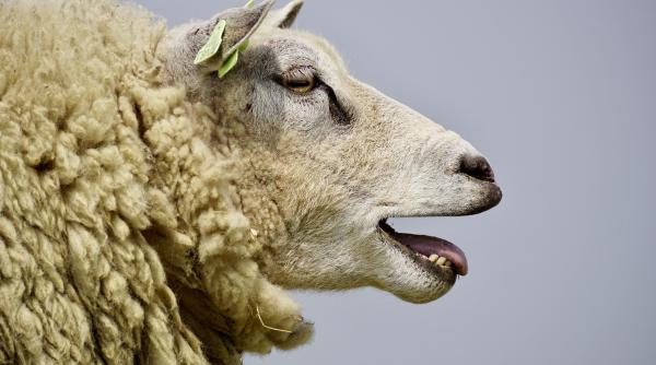 cu oile la turnul eiffel proiect inedit in capitala frantei