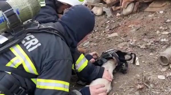 doi catei si o pisica resuscitati de pompieri au fost salvati dintr o casa in flacari