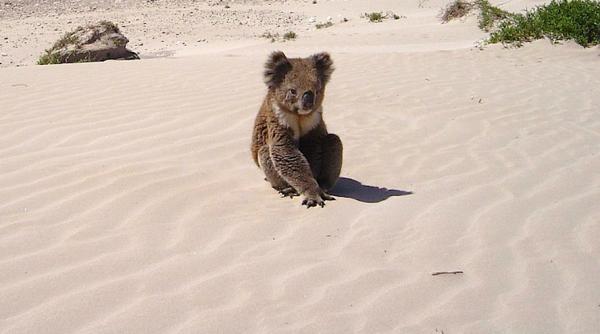 zeci de ursi koala ucisi in australia cu buldozerele
