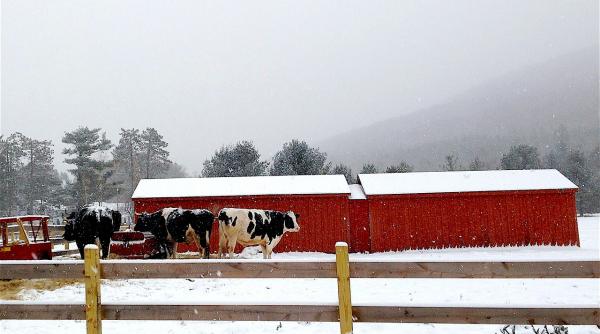 ansvsa sfaturi pentru protejarea animalelor in timpul perioadei reci